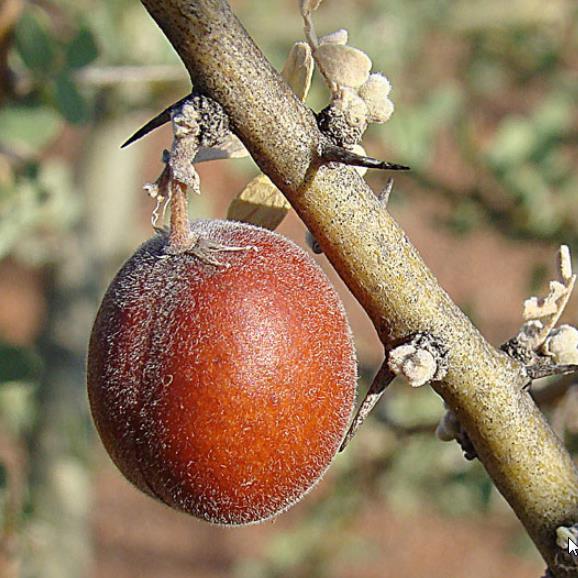 Geoffrroea decorticans - Madeira Verde do Chile, Chanal, Chanar, Chañar