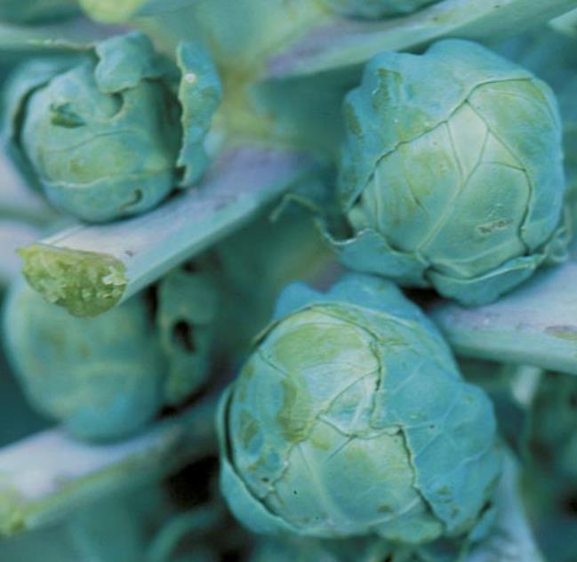 Brassica oleracea Gemmifera Long Island Improved - Couve de Bruxelas Melhorada