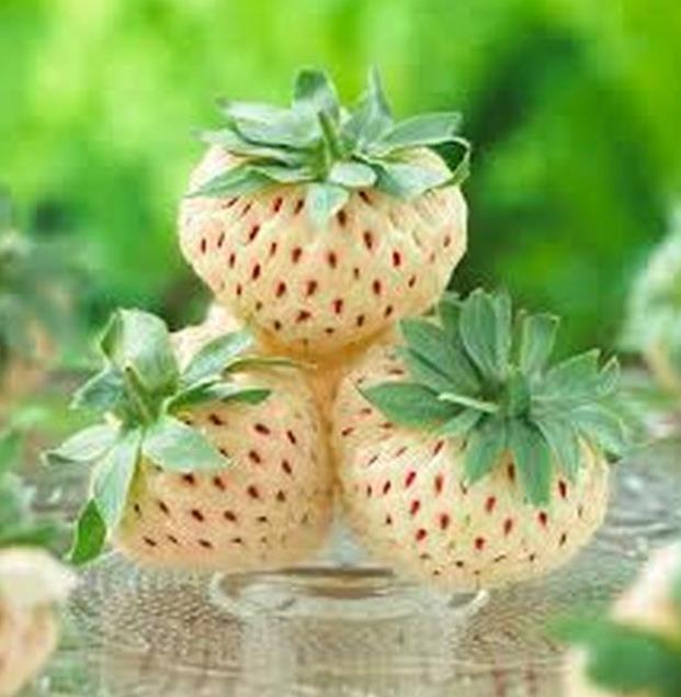 Fragaria vesca 'White Soul' - Morango Alma Branca, Morango Branco, Morango Abacaxi, Pineberry