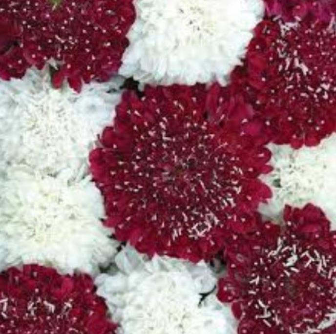 Scabiosa atropurpurea 'Florist Fire King' - Doce Escabiosa, Escabiosa dos Jardins, Flor da Saudade