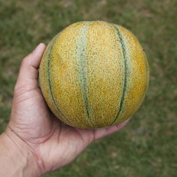 Cucumis melo Ha'Ogen (Certificação Orgânica) - Melão de Israel, Melâo Ha Ogem, Mini Melão Kibbutz, Melâo HaOgem