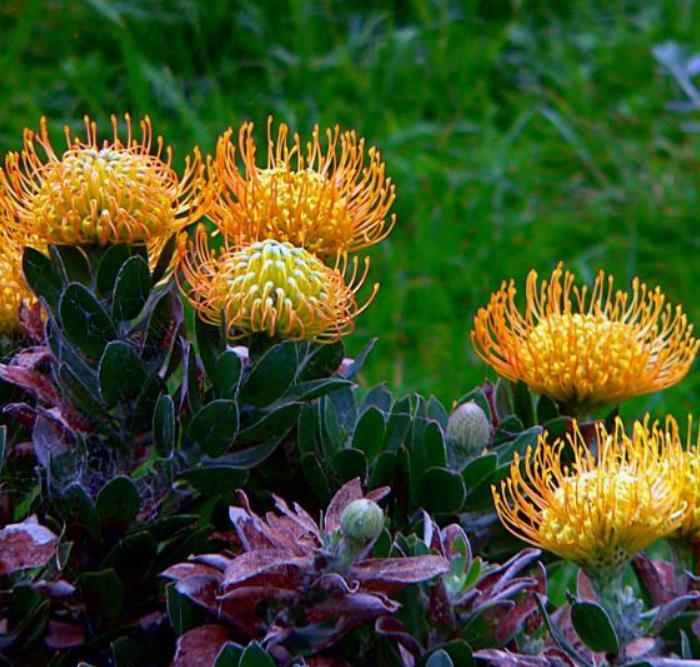 Leucospermum cordifolium - Protea Alfineteiro Ornamental, Almofada de Alfinetes, Pincushion