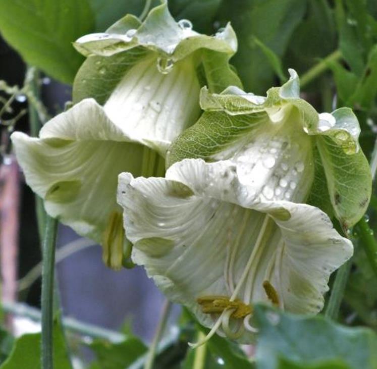 Cobaea scandens 'Alba' e 'Blue Purple' - Trepadeira Sinos Da Catedral, Estefânia, Sinos do Monastério, Sinos de Convento