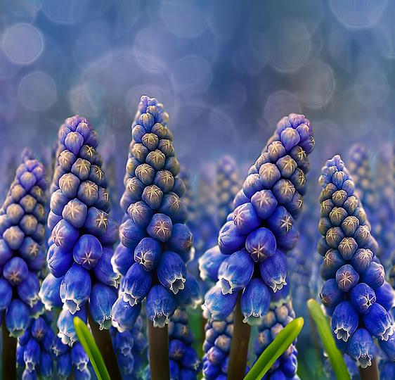 Muscari armeniacum - Jacinto Uva, Jacinto de uva Armênio