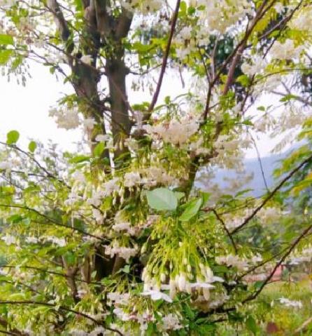 Wrightia religiosa (Echites religiosus) - Budista sagrado, Jasmim de água, Flor sagrada