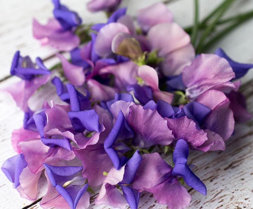 Lathyrus odoratus x belinensis 'Erewhon' - Ervilha Doce 'Erewhon', Trepadeira Ervilha de Cheiro 'Erewhon', Lathyrus odor