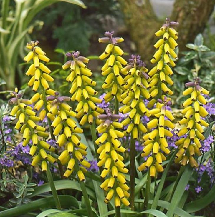 Muscari macrocarpum Golden Fragance - Jacinto Uva Dourado, Jacinto Uva Fragrância de Ouro