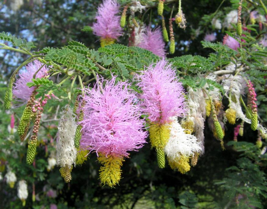 Dichrostachys cinerea - Árvore Lanterna de Natal, Árvore Lanterna Chinesa, Brinco de Princesa Aromático,