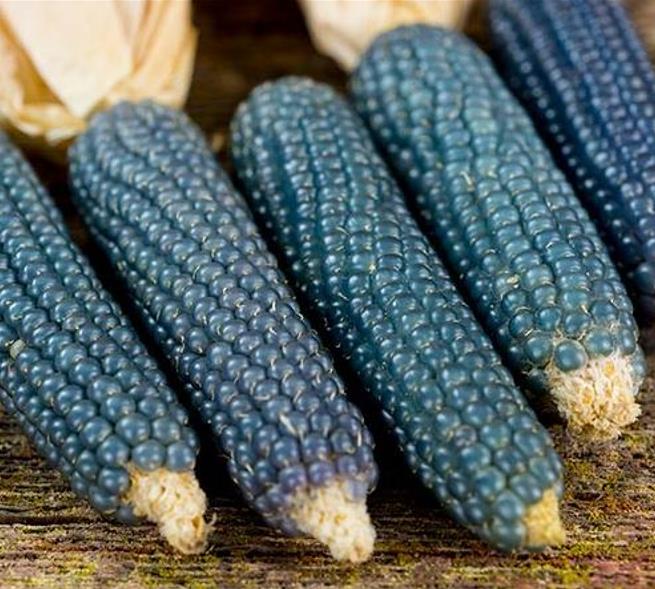 Zea mays Mini Blue Popcorn (C.O.) - Milho de Pipoca Baby Blue, Mini Milho de Pipoca Azul