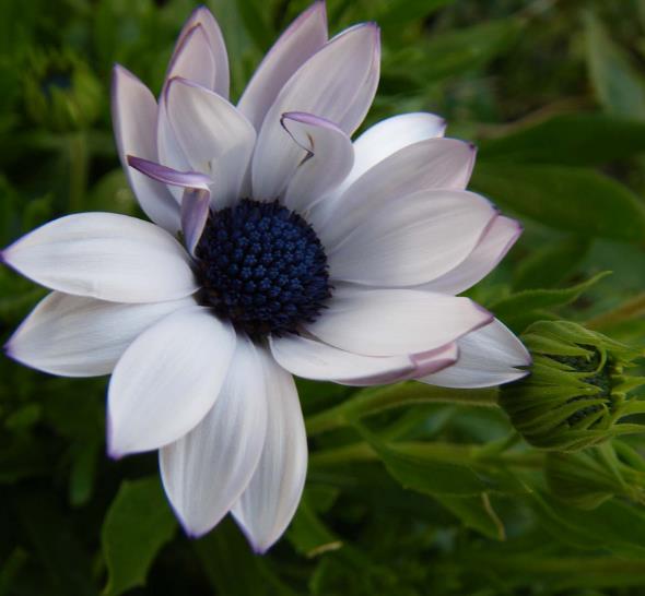 Dimorphotheca pluvialis Glistening white - Margarida do cabo, Margarida da chuva, Profeta do tempo, Margarida africana
