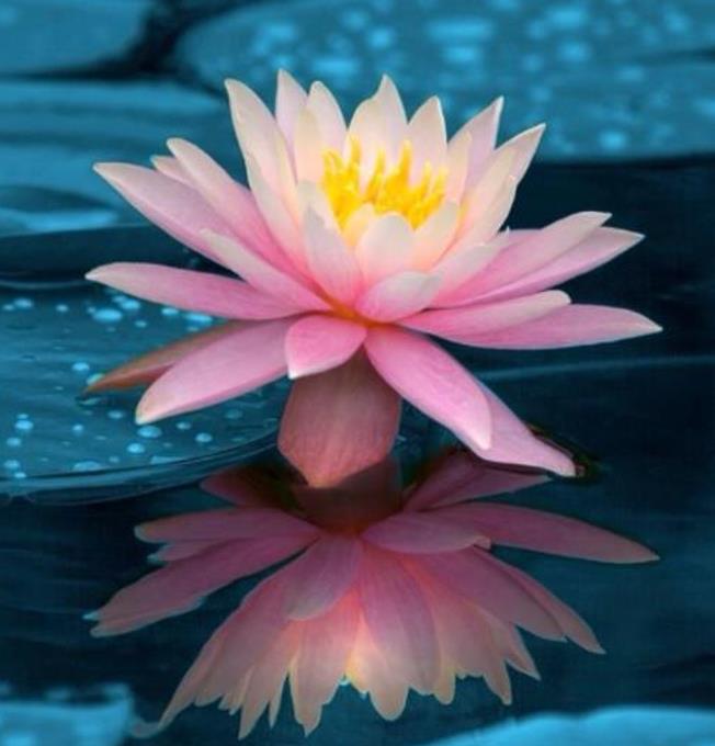 Nelumbo nucifera - Lótus, Flor de Lótus, Lótus Sagrado, Lótus-da-Índia