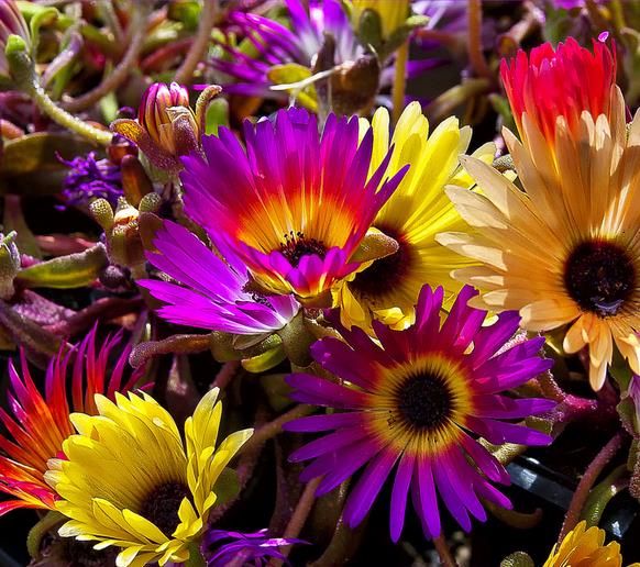 Dorotheanthus bellidiformis mix (Mesembryanthemum criniflorum) - Tapete mágico, Planta gelo, Fábrica de gelo, Magic carp