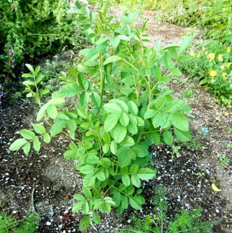 Glycyrrhiza glabra - Alcaçuz, Liquorice, Licorice, Raiz doce, Regaliz