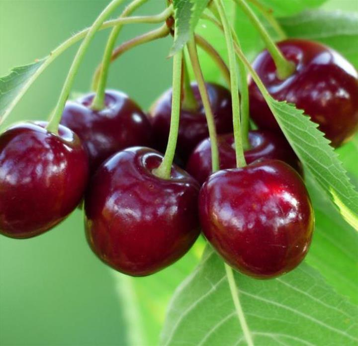 Prunus avium 'Bing' + Prunus avium 'Rainier' - Cereja Doce, Cereja de Natal