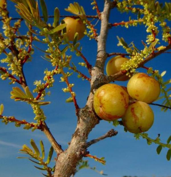 Phyllanthus emblica (Emblica officinalis) - Groselha da Índia, Amla, Emblica, Amalaki, Groselha indiana