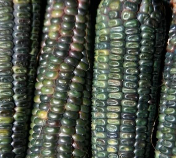 Zea mays Oaxacan Green (Certificação Orgânica) - Milho Esmeralda de Oaxaca, Milho Verde de Oaxaca