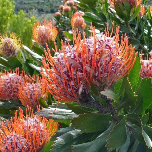 Leucospermum glabrum - Protea arbusto almofada de alfinetes de Outeniqua, Outeniqua pincushion