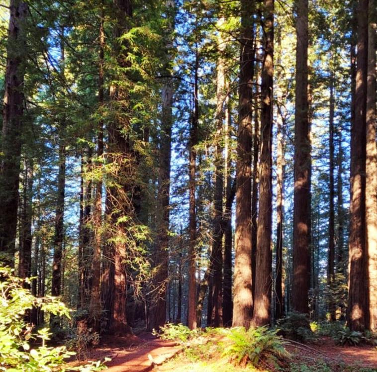 Pseudotsuga menziesii var. menziesii - Coast Douglas Fir, Douglas Fir, Abeto Douglas da Costa, Pinheiro do Oregon