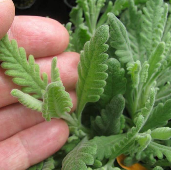 Lavandula dentata var. Dentata Royal Crown - Alfazema, Lavanda Francesa, Lavanda Denteada Royal Crown