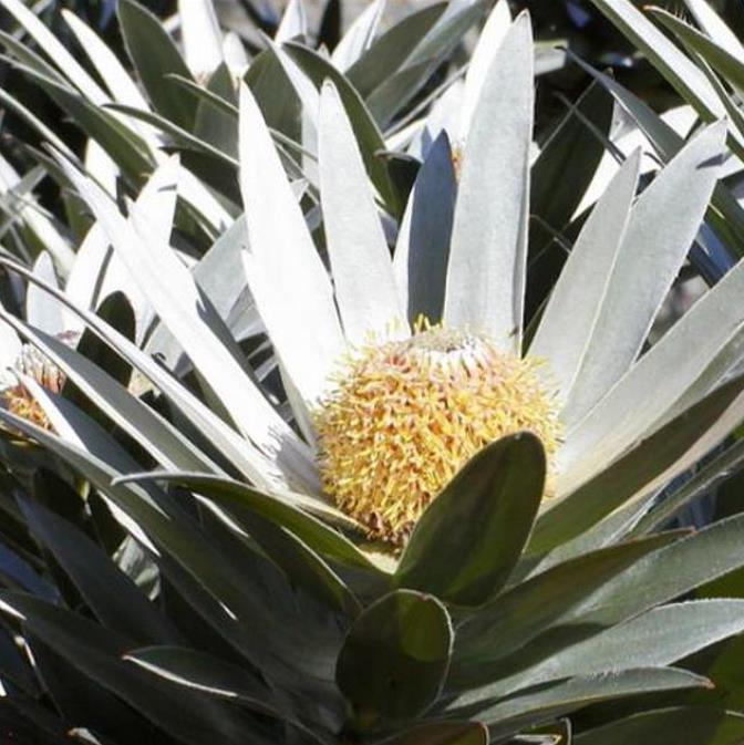Leucadendron argenteum - Protea Árvore de Prata, Silver Tree, Leucadendron Prata