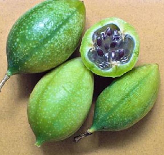 PASSIFLORA BRYONIOIDES - Maracujá Bryonioides, Flor da Paixão Bryonioides, Trepadeira Maracujá