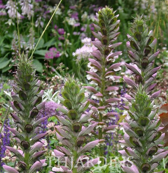Acanthus mollis - Acanto, Acanto Manso, Erva-Gigante, Pé-de-Urso