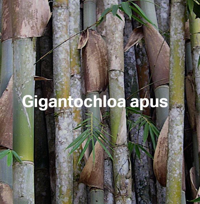 Gigantochloa apus - Bambu Gigante Tabashir, Bambu Tali, Giant Tabashir Bamboo