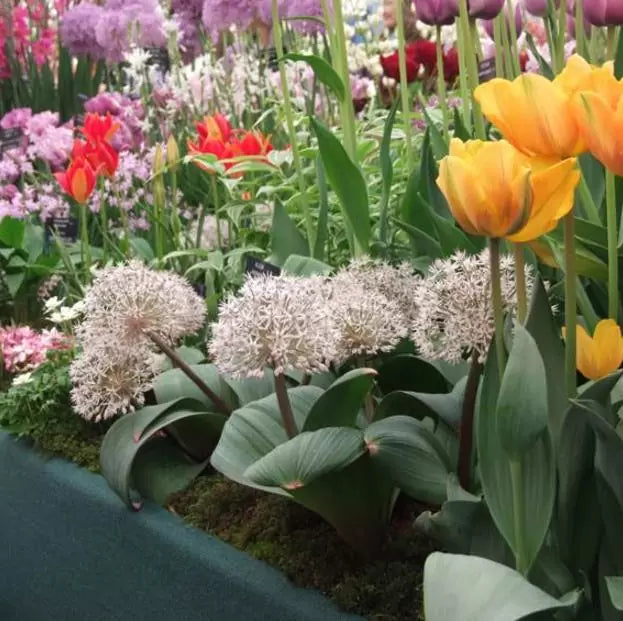 Allium karataviense - Cebola ornamental, Turkestan Allium, Turkestan Onion