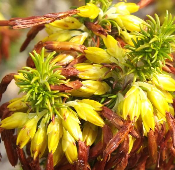 Erica coccinea subsp. Coccinea - Erica coccinea, Urze com Borla, Urze de Borla, Érica verdadeira