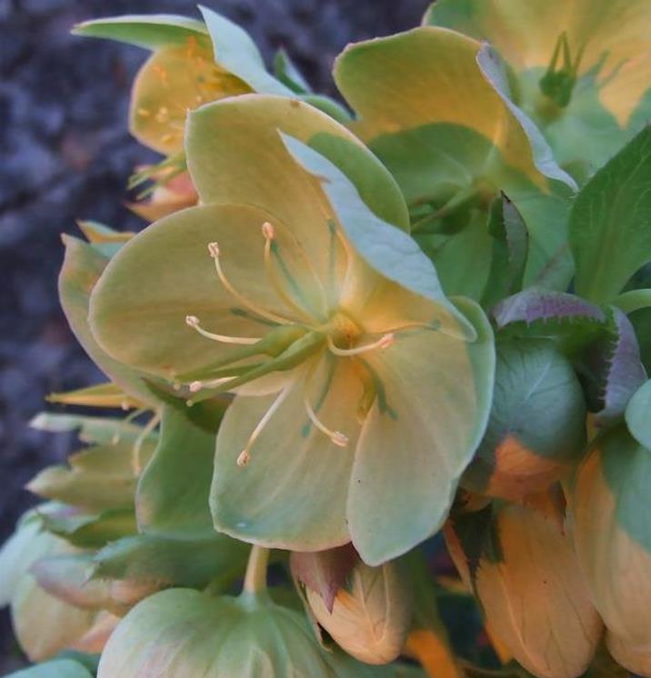 Helleborus argutifolius - Heléboro da Córsega, Rosa de Natal da Córsega, Flor de Cristo, Heléboro Folhas d