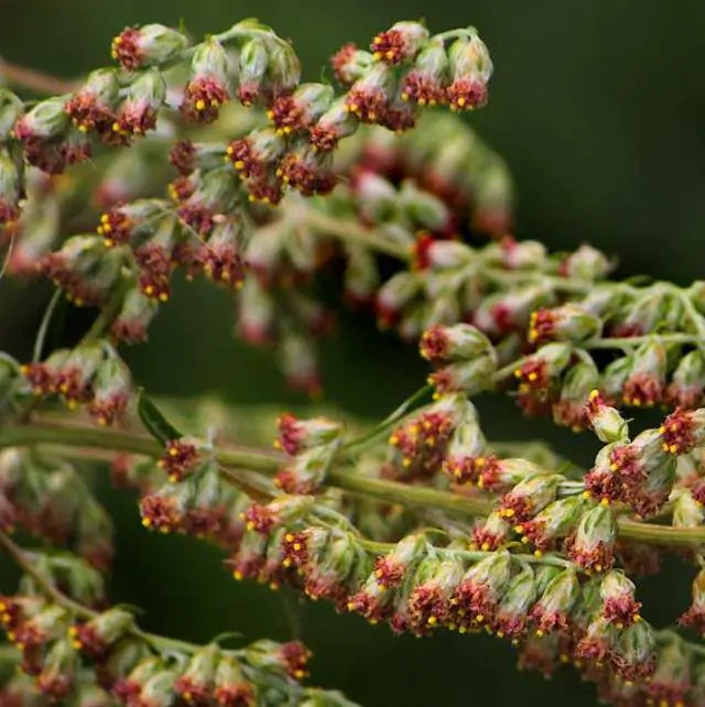Artemisia vulgaris - Erva de São João, Artemísia Verdadeira, Erva dos Viajantes, Mato dos Sonhos, Mug