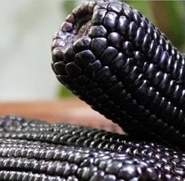 Zea mays kculli black (certificação orgânica) - Milho negro, milho kculli negro, kulli negro