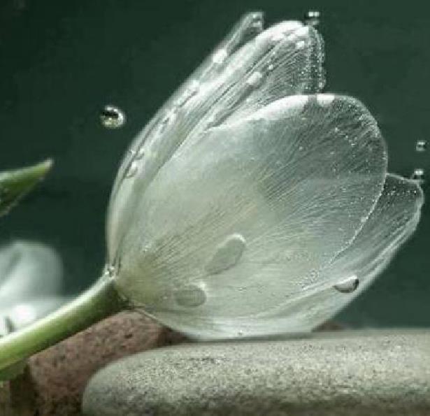 Diphylleia grayi - Flor cristal, Flor Mágica de Cristal, Flor Esqueleto, Flor Pétalas de Cristal, C