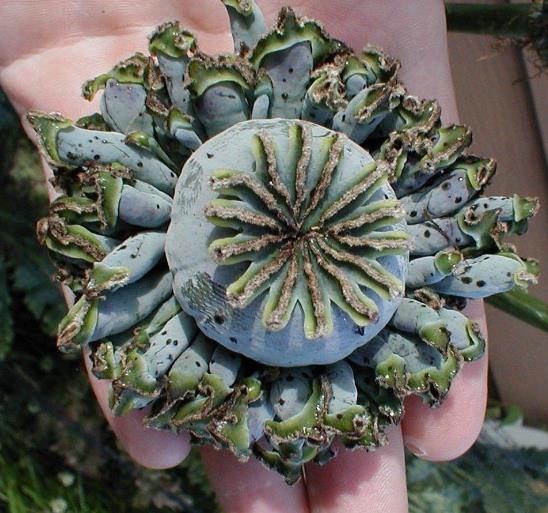 Papaver somniferum Hen and Chickens - Papoula Galinhas e Pintinhos, Beadseed poppy, Bread seed poppy