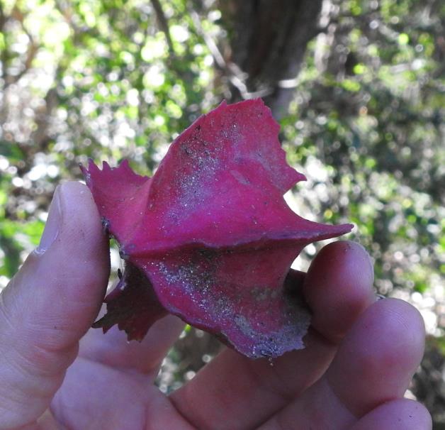 Jarilla chocola - Jarilla Chocolate, Mamão Chocolate, Jarilla
