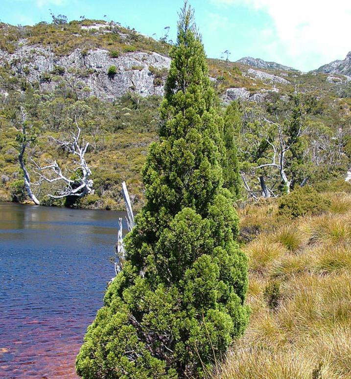 Athrotaxis cupressoides - Pinheiro Lápis, Pinho do lápis, Pencil Pine