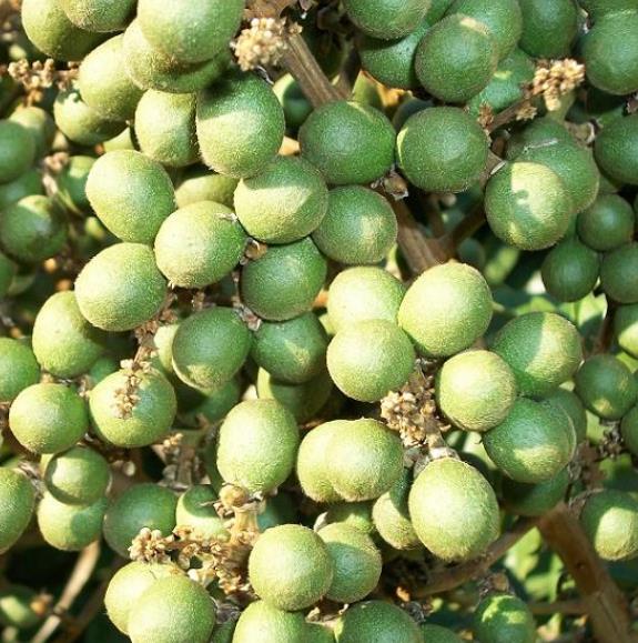 Deinbollia oblongifolia - Saboneteira de duna, Baga de sabão das dunas, Dune soapberry