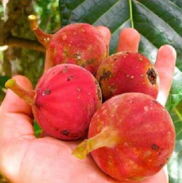 Ficus habrophylla - Figo vermelho, Figueira de folha gigante, Figo da Nova Caledônia