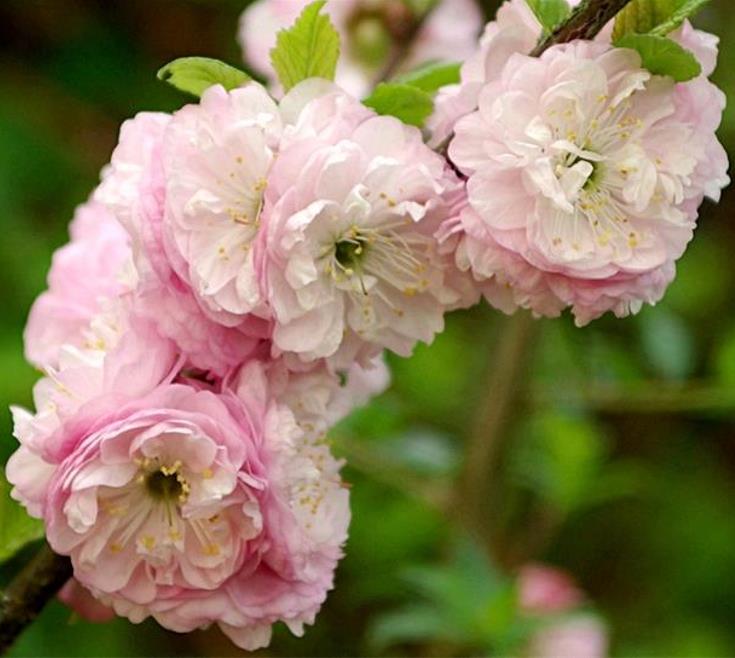 Prunus triloba - Cerejeira Floração de Amêndoa, Cereja Flor Dobrada de Amêndoa