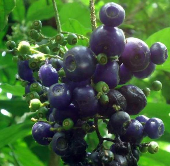 Bertiera guianensis - Bertiera fruto azul