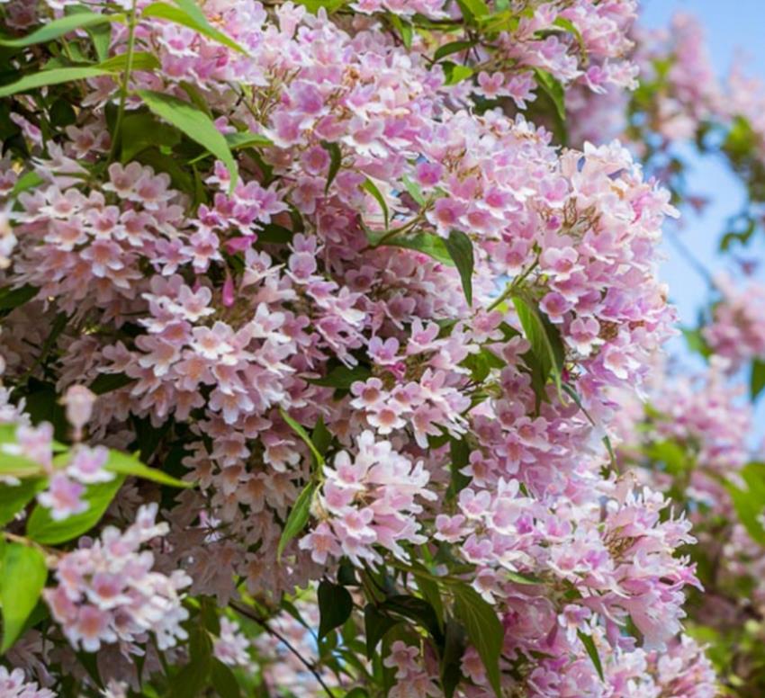 Kolkwitzia amabilis 'Pink Cloud' - Arbusto de Beleza 'Nuvem Rosa', Arbusto Nuvem Rosa, Pink Beautybush