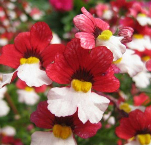 Nemesia strumosa Danish flag - Jóia do Cabo sedutora, Nemésia sedutora vermelho e branca, Nemesia Danish Flag