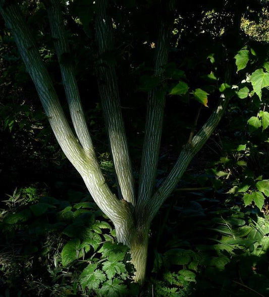 Acer davidii Grosseri - Acer Madeira Divina, Mapple, Acer davidii Grosseri