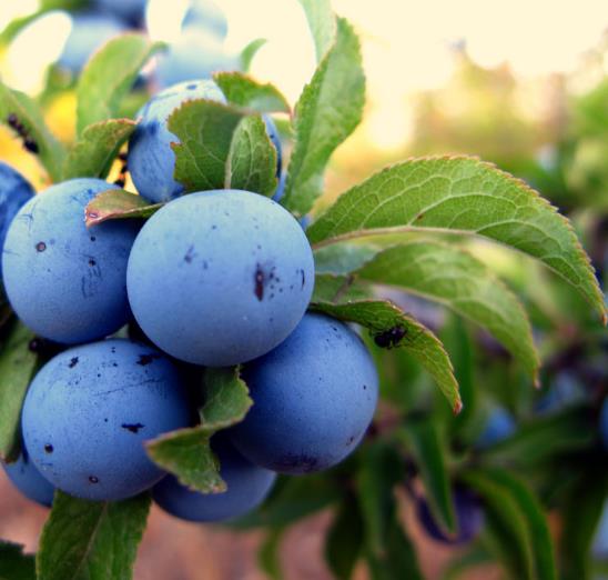 Prunus Spinosa - Abrunheiro, blackthorn, Wilplum, cereja selvagem
