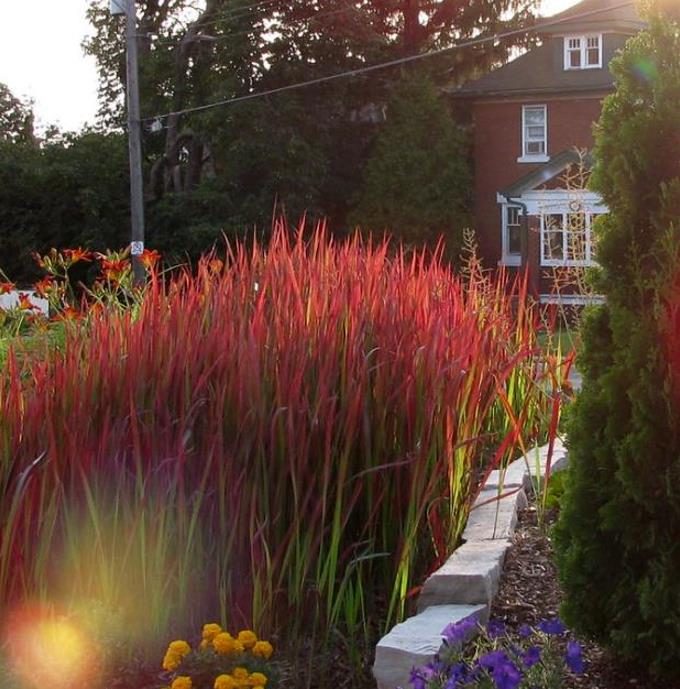 Imperata cylindrica 'Red Baron' - Grama Sangue Japonês, Japanese Bloodgrass