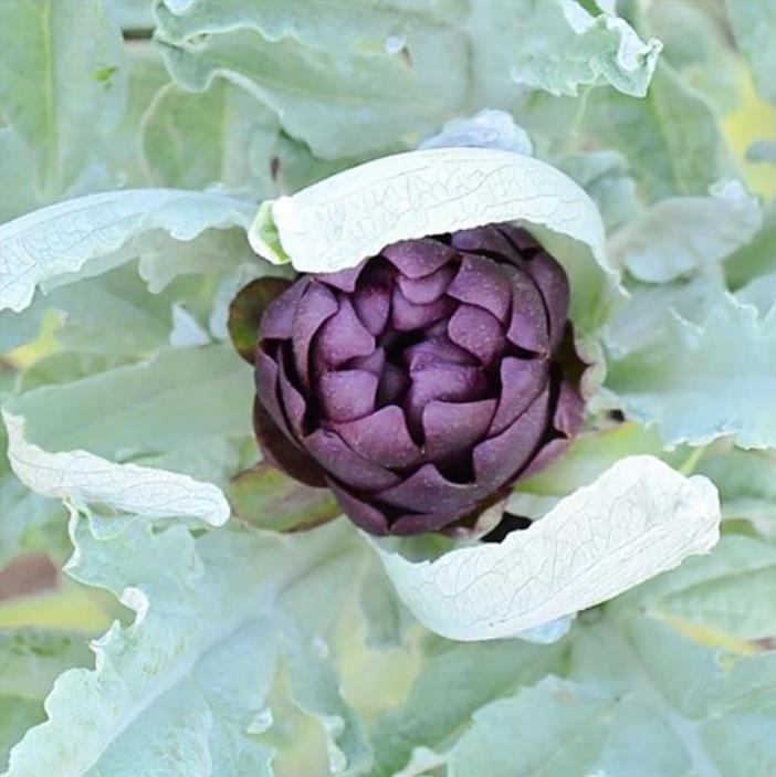 Cynara cardunculus ssp. Scolymus 'Violetta di Chioggia' (Heirloom) - Alcachofra Violeta Italiana, Alcachofra Sem Espinho