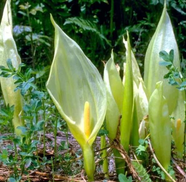 Arum italicum ssp italicum Marmoratum - Lírio Arum italiano, Arum marmorizado, Arum mármore verde, Arum italicum fantasm