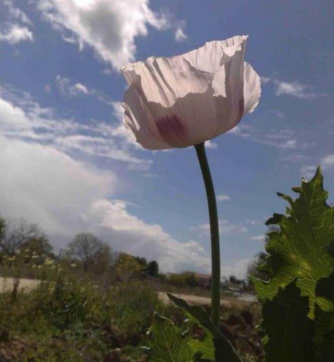 Papaver somniferum - Dormideira, Papoula Dormideira