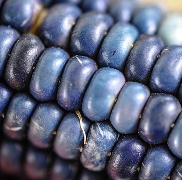 Zea mays Hoppi Turquoise (C.O.) - Milho Azul Hopi
