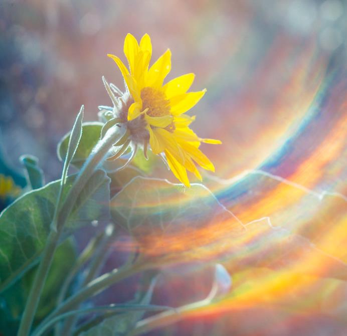 Orelha de Mula do Norte, Girassol Anão Liso, Northern Mule's Ears - Wyethia amplexicaulis (Espeletia amplexicaulis)